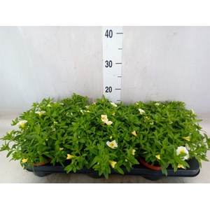Calibrachoa  'Minifam White'