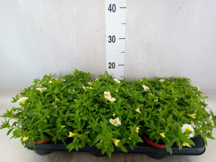 <h4>Calibrachoa  'Minifam White'</h4>