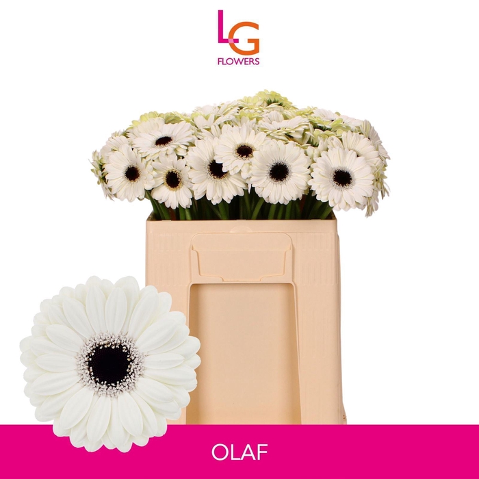 <h4>GERMINI OLAF</h4>