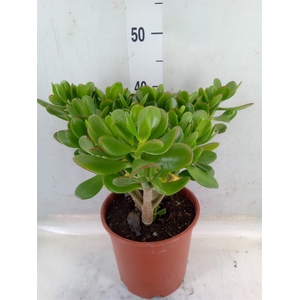 Crassula ovata 'Sunset'