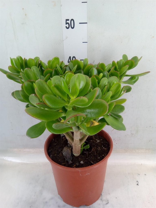 <h4>Crassula ovata 'Sunset'</h4>