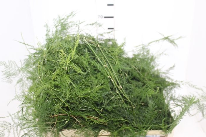 <h4>FOLHAGEM ASPARGO PLUMOSO 100 CM</h4>