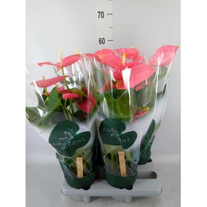 Anthurium andr. 'Colorado'