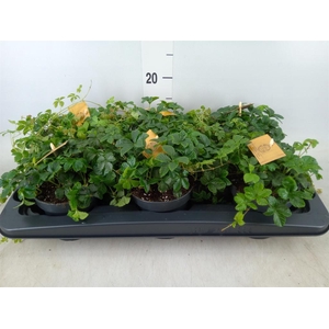 Parthenocissus inserta