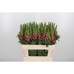 Antirrhinium Cool Rose