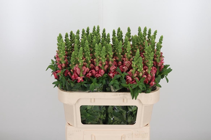 <h4>Antirrhinium Cool Rose</h4>