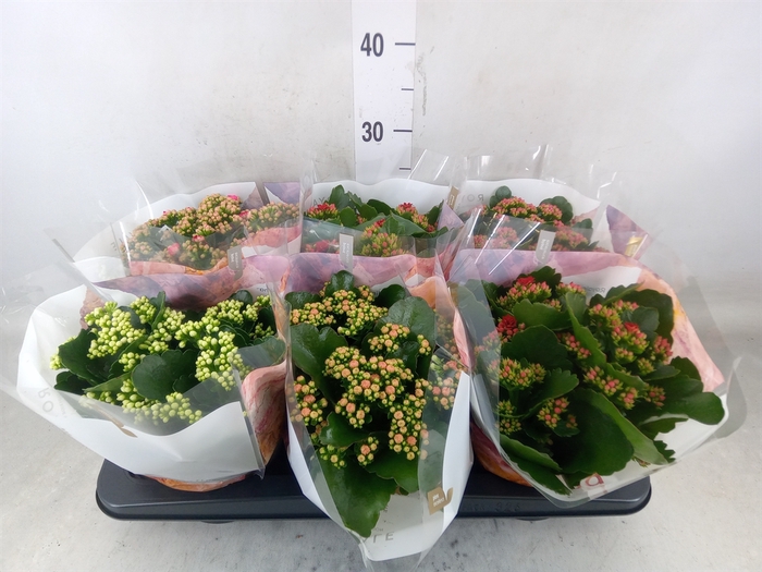 <h4>Kalanchoe blos. 'RoyalDon'   ..mix</h4>