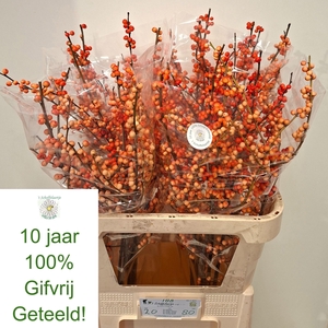 ILEX VE OUDIJ ORANGE