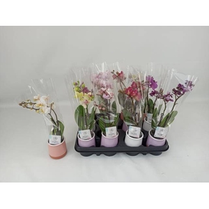 PHAL MINI
