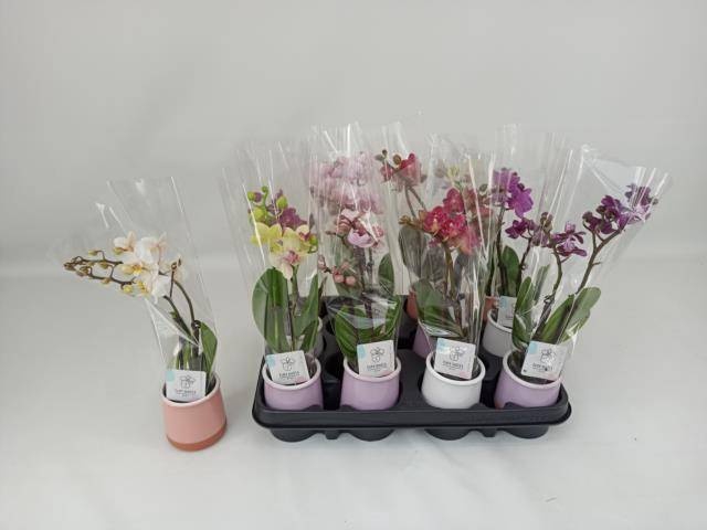 <h4>PHAL MINI</h4>