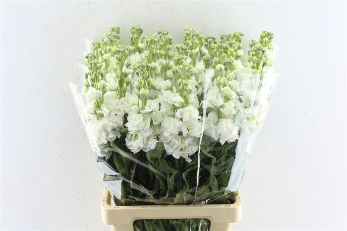 <h4>Matth Iron White</h4>