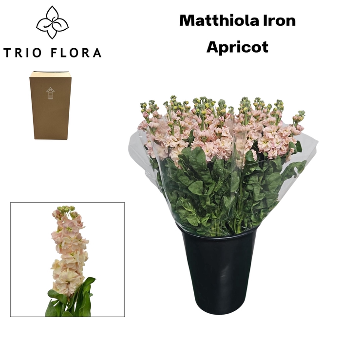 <h4>MATTH IRON APRICOT Aqua Box 60</h4>