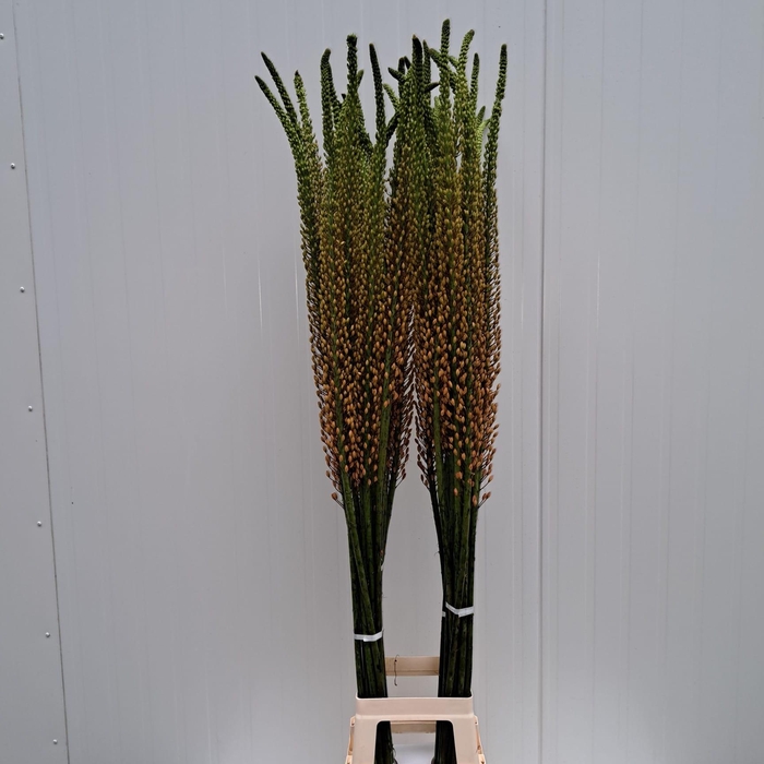 <h4>EREMURUS RUMBA</h4>