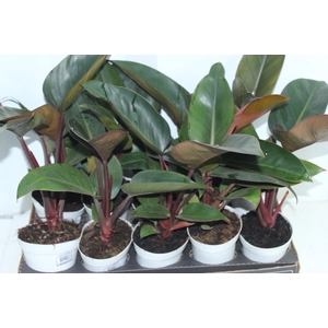 PHILODENDRON RED DIAMOND P12