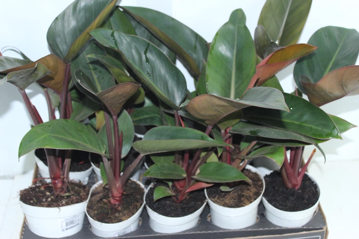 <h4>PHILODENDRON RED DIAMOND P12</h4>