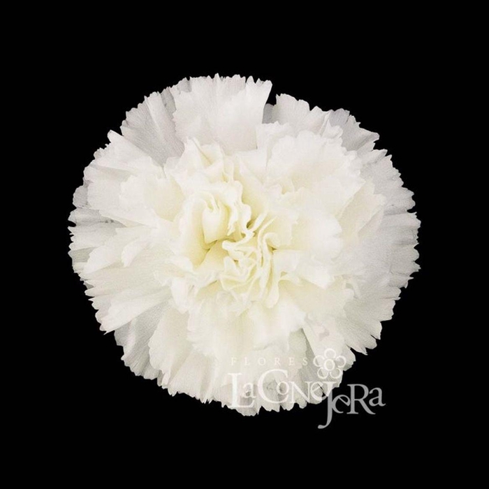 <h4>Di St Moonlight</h4>