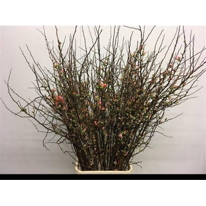 CHAENOMELES JAPONICA