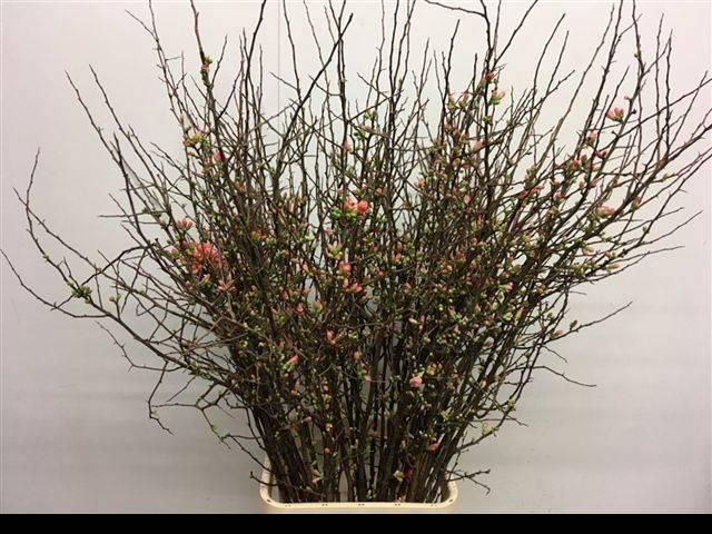 <h4>CHAENOMELES JAPONICA</h4>