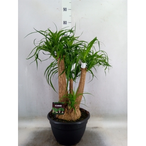 Beaucarnea recurvata