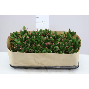 Schlumbergera Gemengd 2 Kleuren