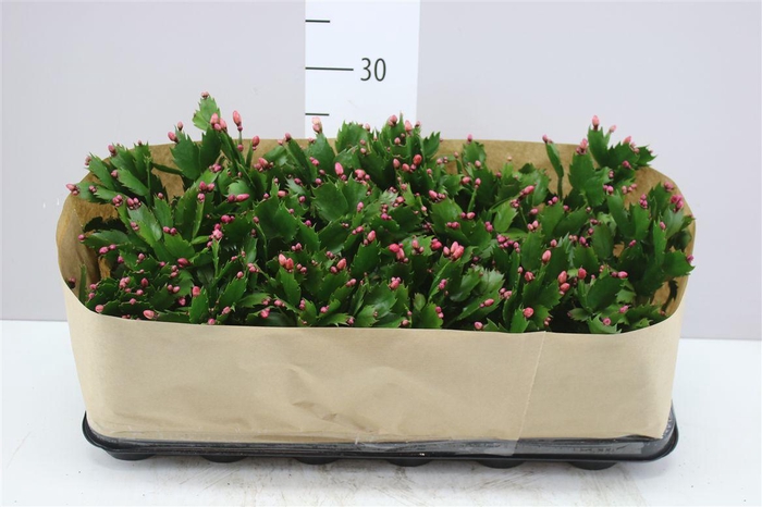 <h4>Schlumbergera Gemengd 2 Kleuren</h4>