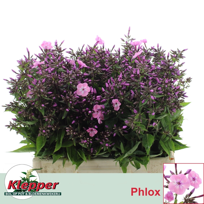 PHLOX P PINK EYES