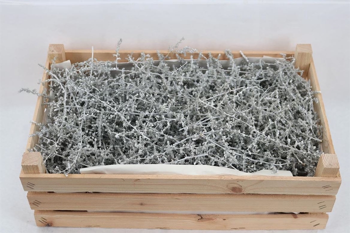 <h4>Wax Asparagus White P Box</h4>