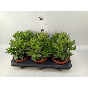 Crassula  'Minova Magic'