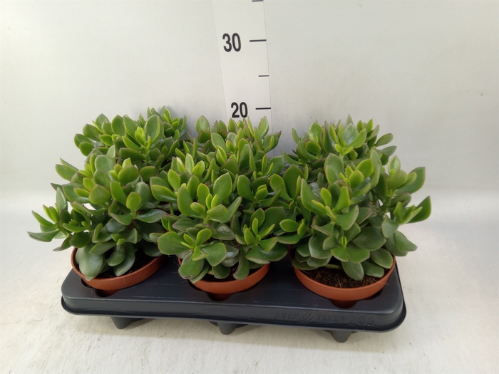 <h4>Crassula  'Minova Magic'</h4>
