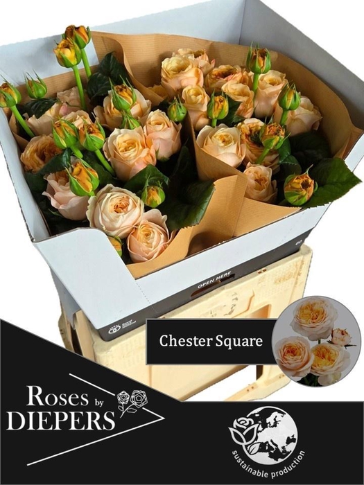 <h4>R TR CHESTER SQUARE</h4>