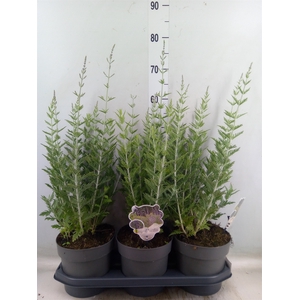 Perovskia atriplic. 'Blue Spire'