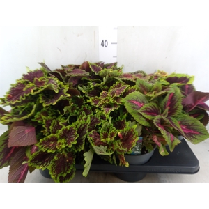 Plectranthus col.   ...mix 3 in pot