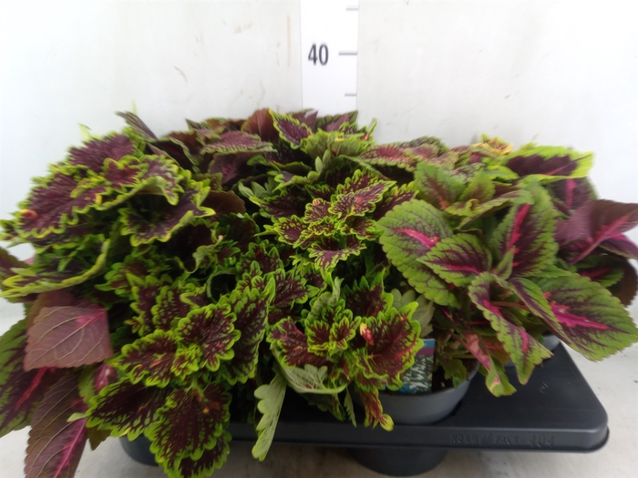 <h4>Plectranthus col.   ...mix 3 in pot</h4>