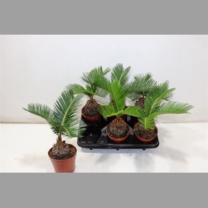 Cycas Revoluta