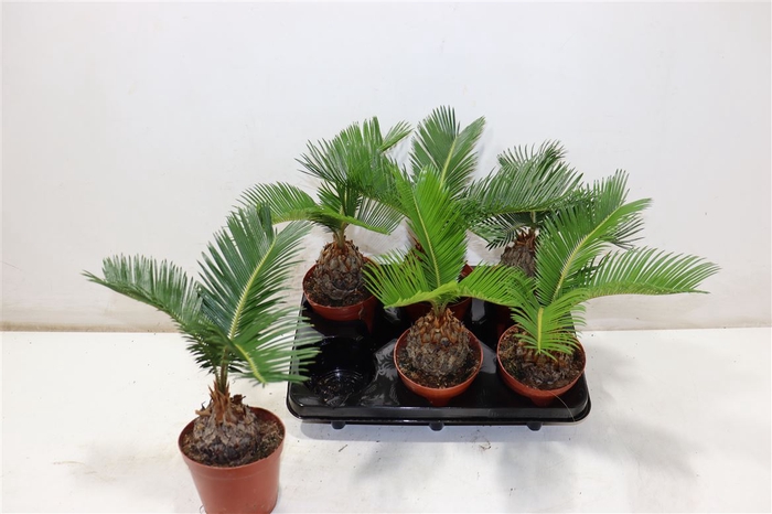 <h4>Cycas Revoluta</h4>
