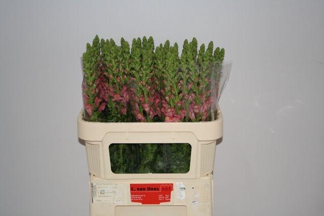 <h4>Antir Antibes Rose</h4>