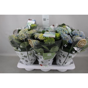 Hydrangea mac. 'Magical Revolution'