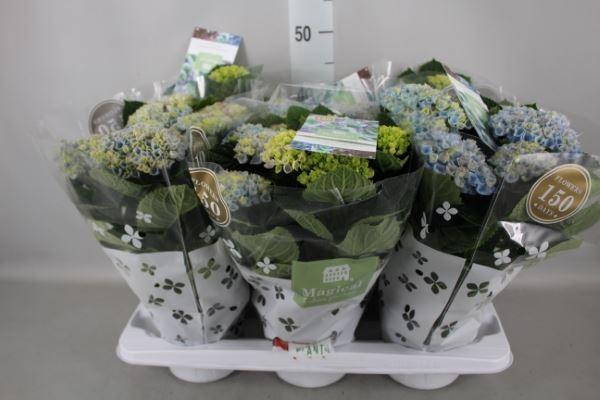 <h4>Hydrangea mac. 'Magical Revolution'</h4>
