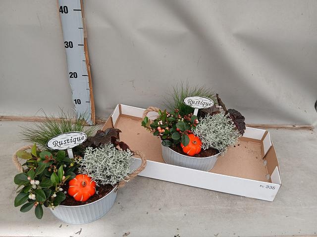 <h4>ARR TUINPLANTEN</h4>