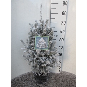 Picea glauca Super Green 60-80 sneeuw P23