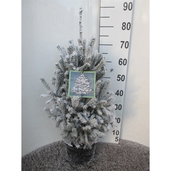 <h4>Picea glauca Super Green 60-80 sneeuw P23</h4>
