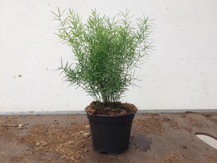 ASPARAGUS DENSIFLORUS p12