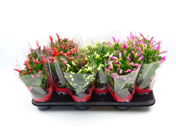 <h4>Schlumbergera gemengd 3 kleuren</h4>