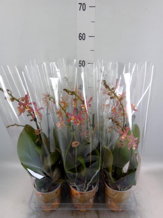 <h4>Phalaenopsis multi.   ...orange</h4>