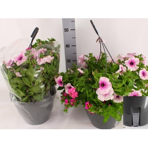 HANGING BASKETS
