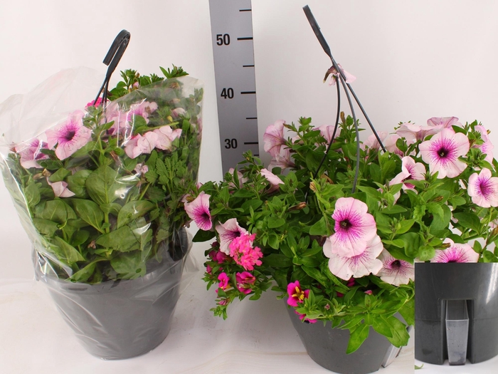 <h4>HANGING BASKETS</h4>