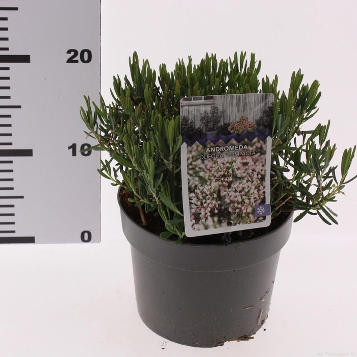 <h4>Andromeda polifolia 'Compacta'</h4>