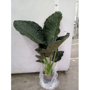 Alocasia  'Regal Shields'