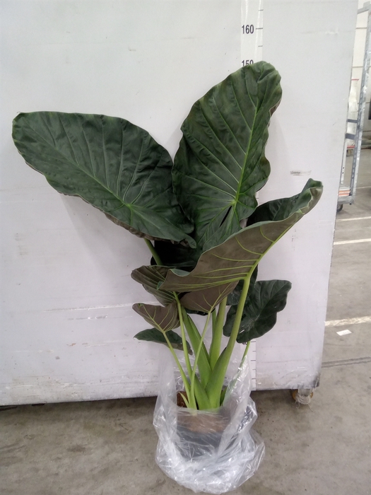 <h4>Alocasia  'Regal Shields'</h4>
