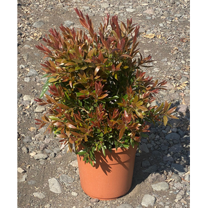 Callistemon citrinus